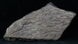 x Triceratops Head Shield Section - Montana #12906-1